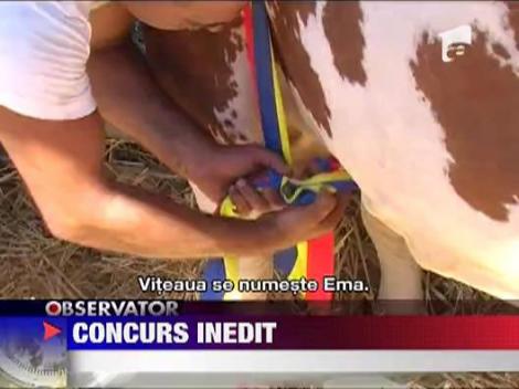 Concurs de Miss Vacuta