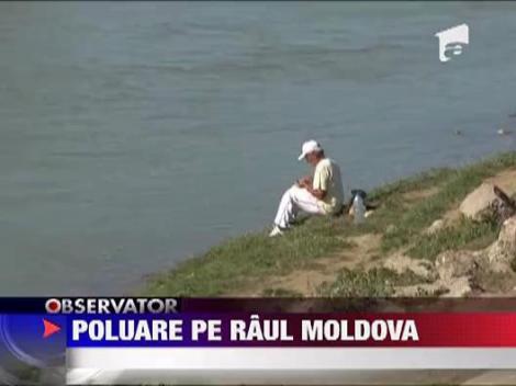 Poluare pe raul Moldova