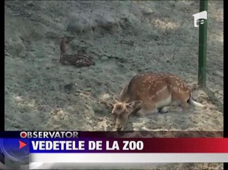 Gradina zoologica din Valcea are trei noi vedete