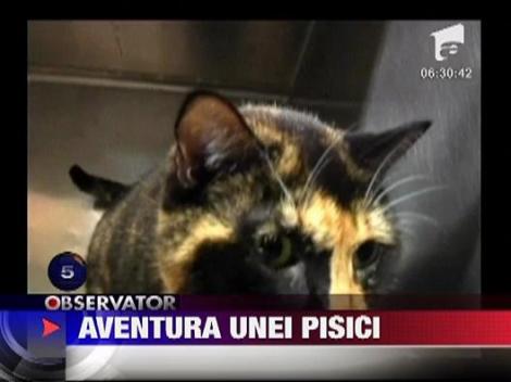 O pisica s-a intors acasa dupa cinci ani de disparitie!