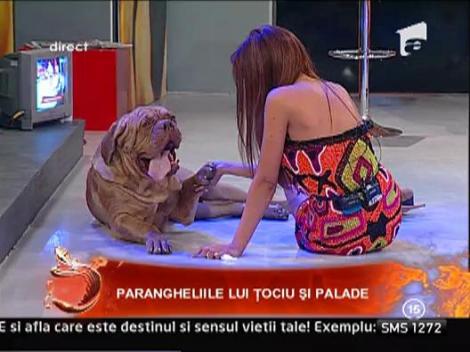 Bianca Dragusanu, in tandreturi cu un dulau!