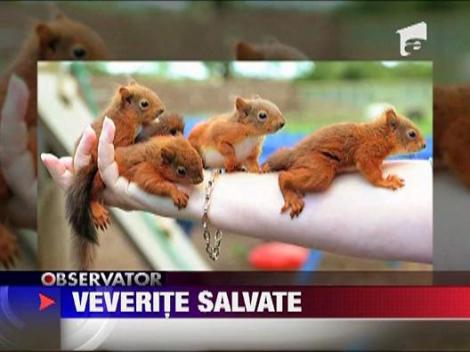 Pui de veverita salvati
