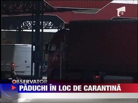 Bulbii de lalele din Olanda aveau paduchi!