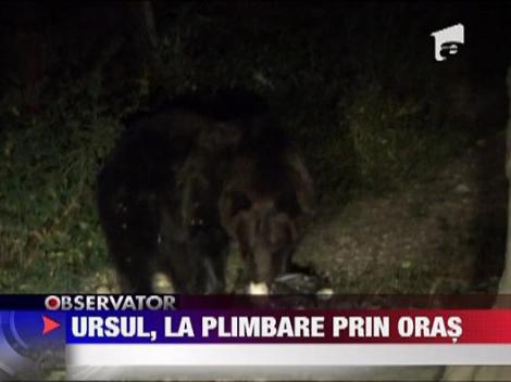 Cu ursul la plimbare