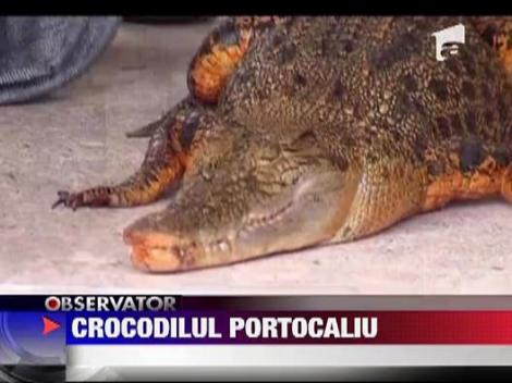 Primul crocodil portocaliu