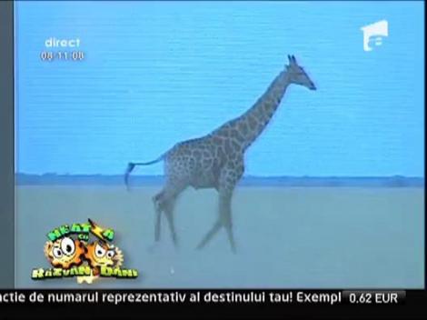 Imagini spectaculoase cu Radu Puberu