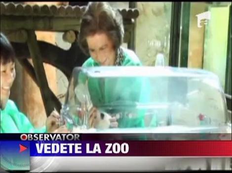 Doi ursi Panda, gemeni, vedete la zoo