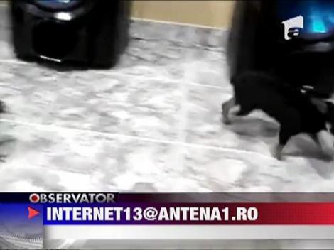 Un papagal se lupta cu un caine!