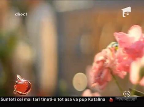 Bambi la Un Show Pacatos