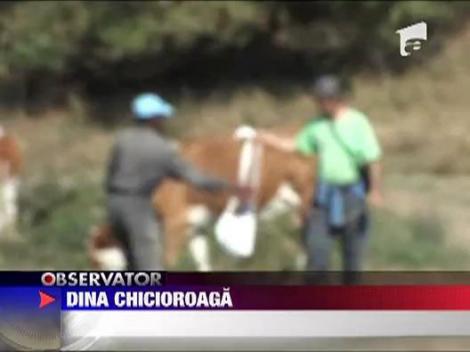 Un tanar din Africa a ajuns vacar pe plaiurile mioritice din Romania