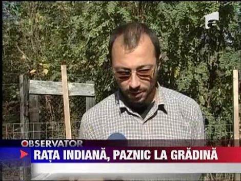 Un brasovean a gasit o metoda inedita sa isi apere gradina de daunatorii naturali