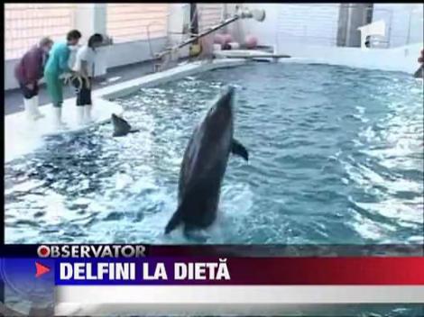 Delfinii din Constanta au trecut la dieta