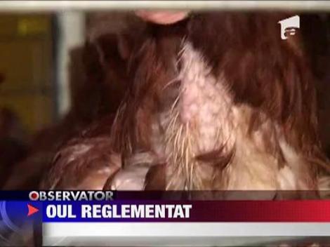 UE: Ouale de la gaini crescute in baterii, interzise in magazine