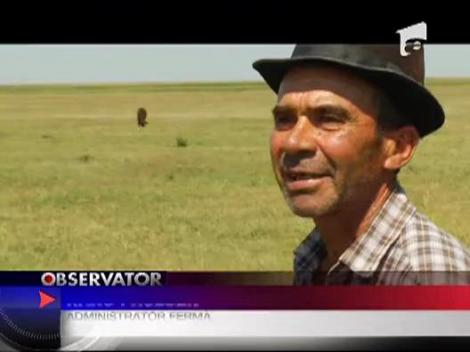 Noi vrem pamant, please!