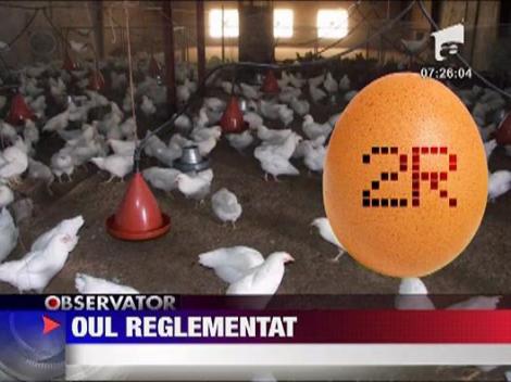 Comfort pentru gaini