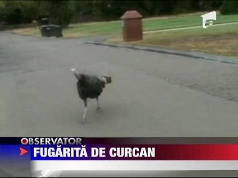 Jurnalista fugarita de curcan