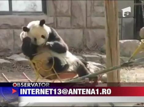 Cum se joaca un urs panda?