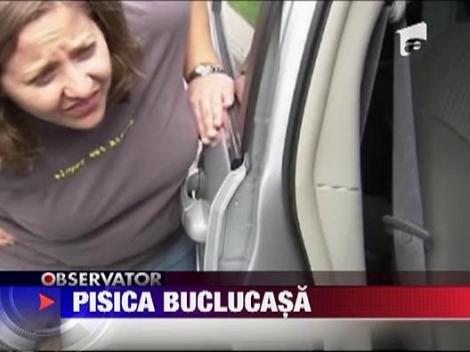 Masina distrusa pentru salvarea unei pisici