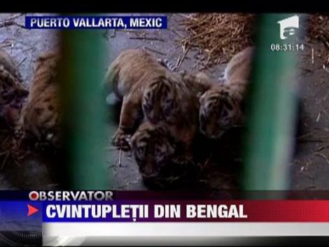 Cvintupletii din Bengal