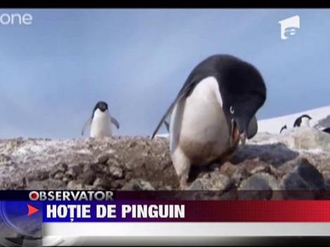 Hotie de pinguin