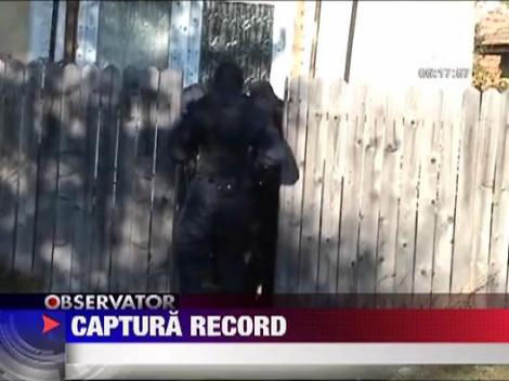 Captura record de cannabis in Mehedinti