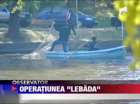 UPDATE / Pasarile din parcurile bucurestene au plecat la iernat