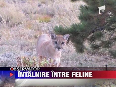 Intalnire de gradul 3 intre feline