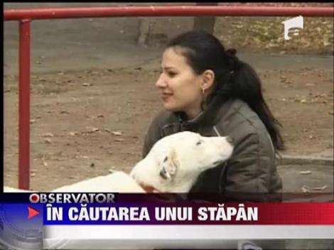 Cainii maidanezi si-au gasit stapani