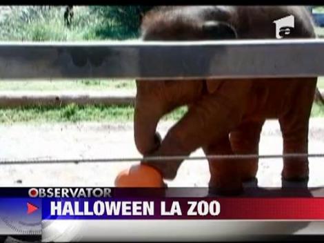 Halloween la o gradina zoologica din Los Angeles