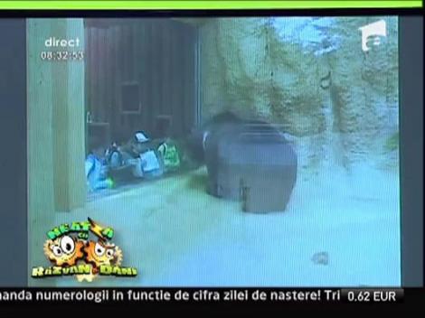 Relatii dintre copii si animalele fioroase