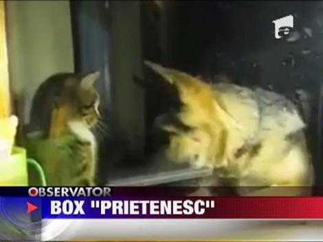 O partida de box inedita