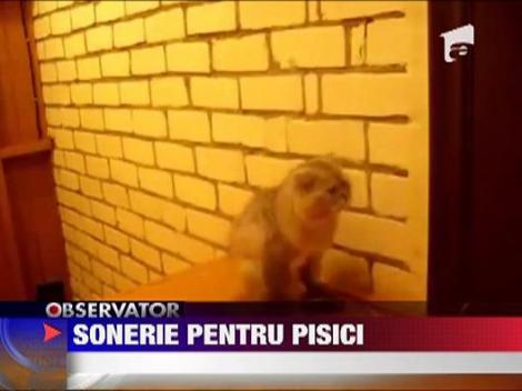Sonerie pentru pisici