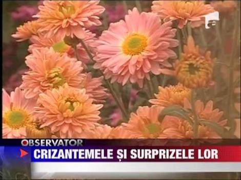Cea mai mare expozitie de crizanteme din tara