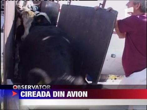 70 de vaci, aduse cu avionul in tara