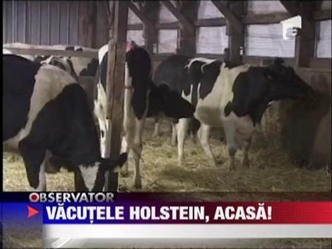 Vacute irlandeze donate romanilor