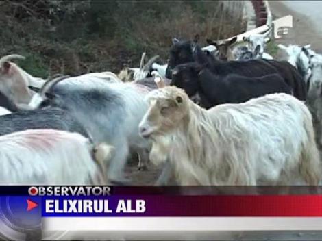 Laptele de capra, alimentul-medicament