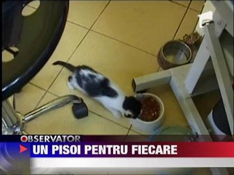 Un pisoi pentru fiecare