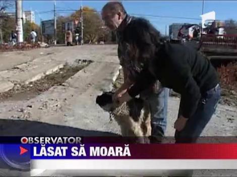 Caine lasat sa moara