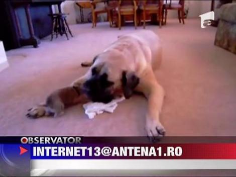 Joaca disproportionata