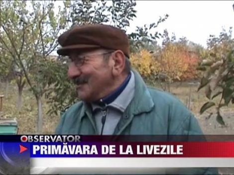 Curtea unui gospodar din Mehedinti s-a umplut de flori