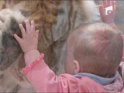 Tandrete intre un tigru si o fetita