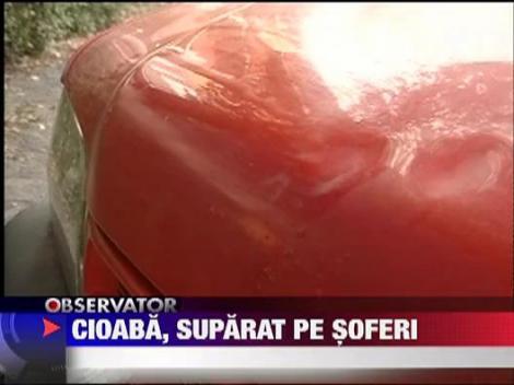 Regele Cioaba vrea pedepse mari pentru soferi