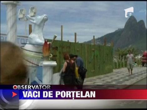 Vaci de portelan pe plaja