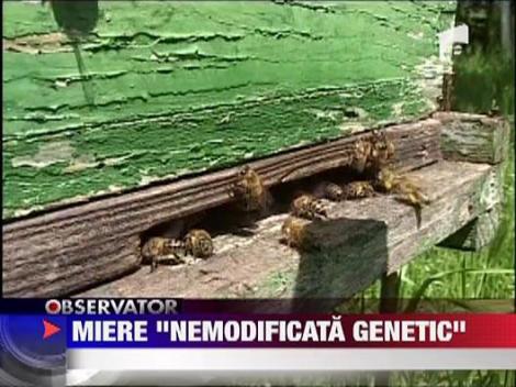 Mierea din plante modificate genetic, comercializata doar cu autorizatie