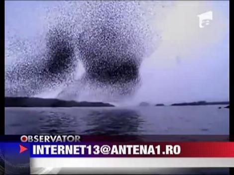 Stol de pasari uimitor