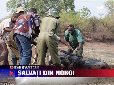 Elefanti salvati din noroi