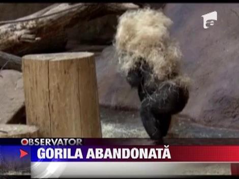 Gorila abandonata la zoo