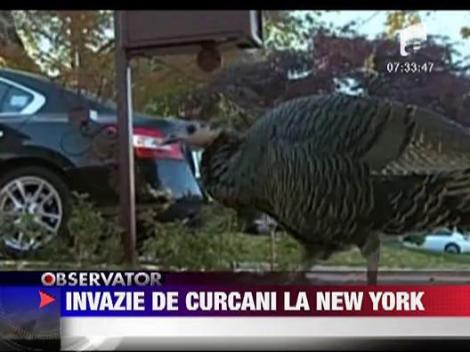 Invazie de curcani salbatici la New York