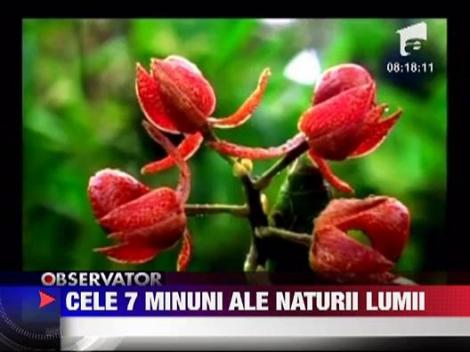 Cele 7 minuni ale naturii