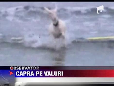 Capra pe placa de surf